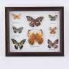Картина бабочки под стеклом рамка коричневая 30 х 35 см